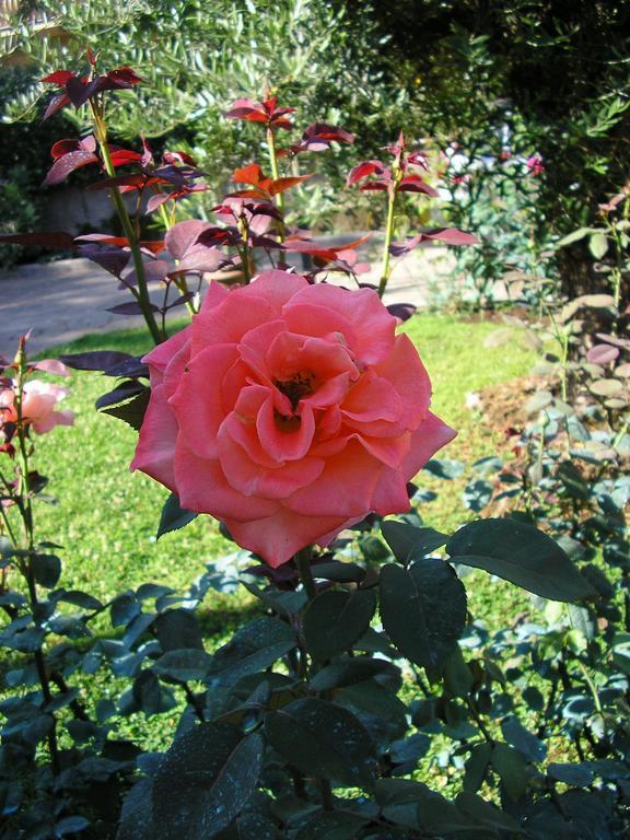 Al Vecchio Olivo Bed & Breakfast Frascati Luaran gambar