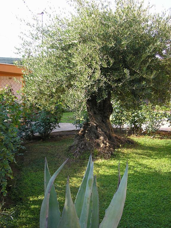 Al Vecchio Olivo Bed & Breakfast Frascati Luaran gambar
