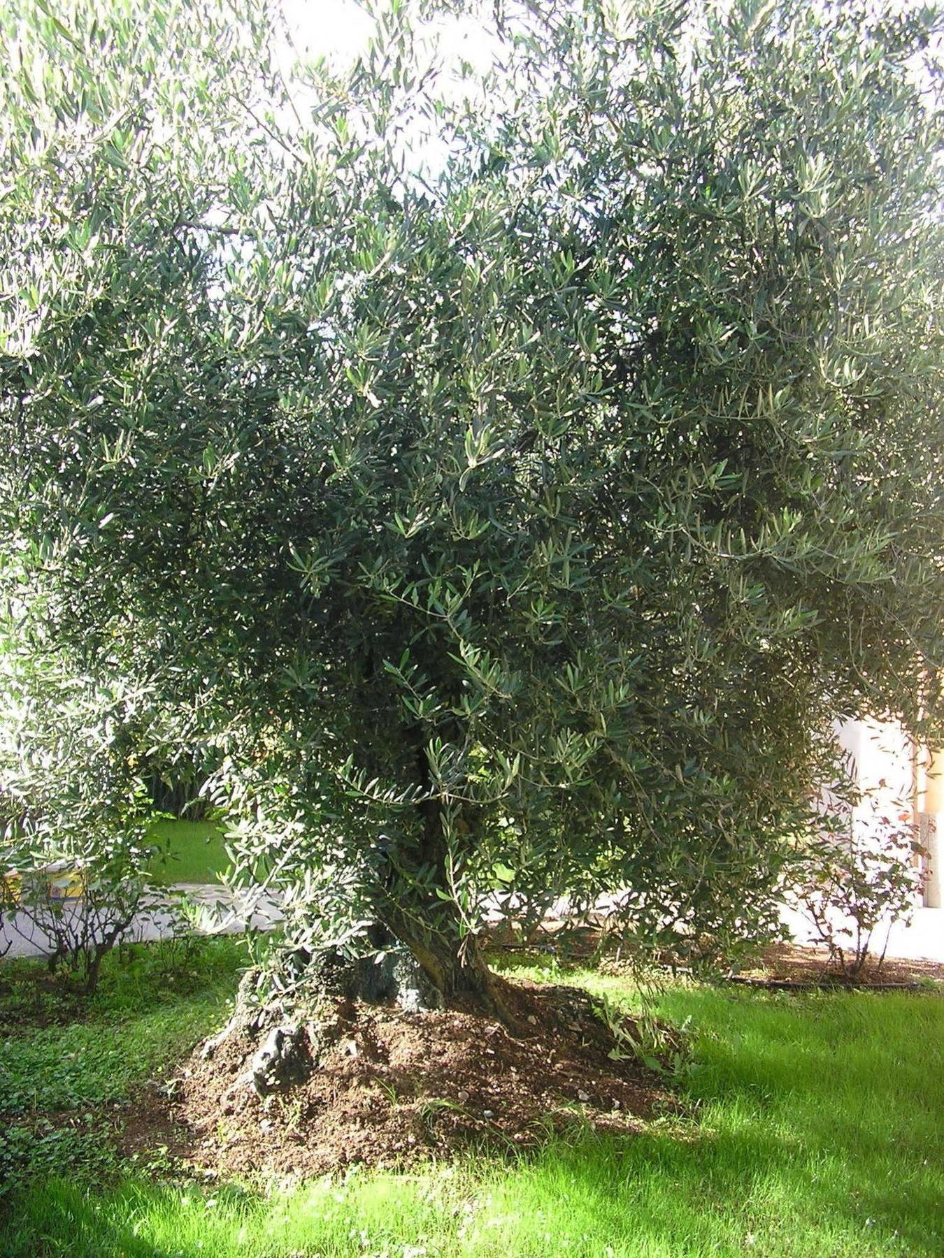 Al Vecchio Olivo Bed & Breakfast Frascati Luaran gambar